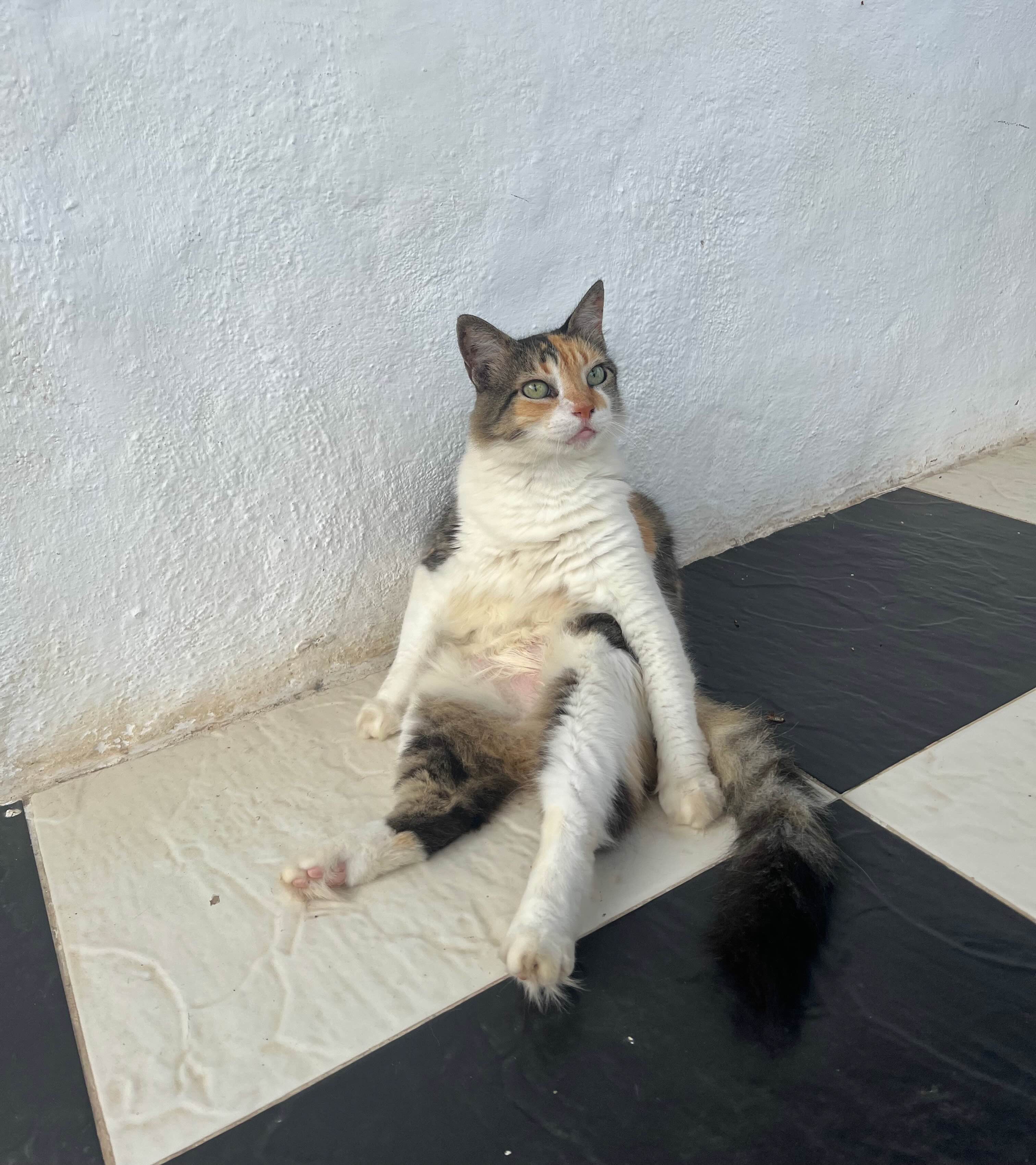 Raúl sitting like a boss upright against a white wall on a tiled floor.