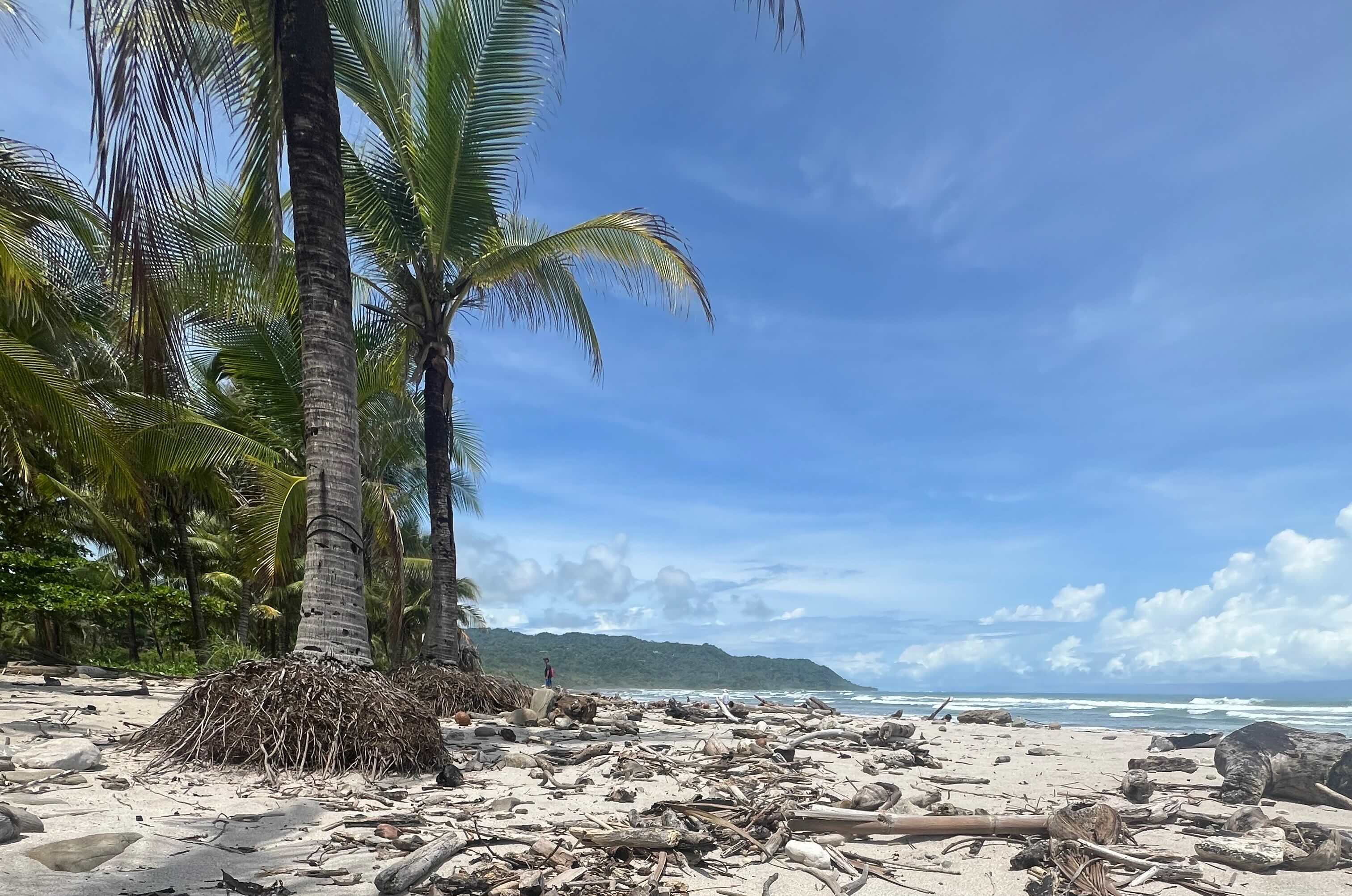 Scenic view of a deserted palm-lined beach with clear skies, featuring sandy shore scattered with driftwood and sea in the background.
